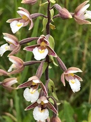 Epipactis palustris