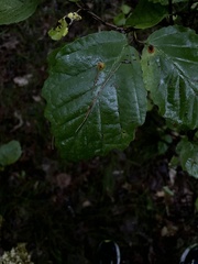 Hamamelis virginiana