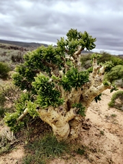 Tylecodon paniculatus