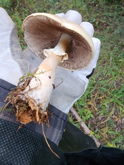 Agaricus sylvicola