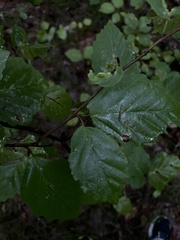 Hamamelis virginiana