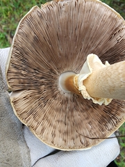 Agaricus sylvicola