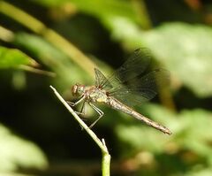 Sympetrum striolatum