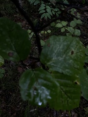 Hamamelis virginiana