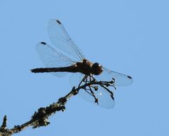 Sympetrum striolatum