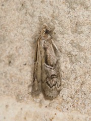 Philocrotona kendalli