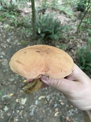 Aureoboletus innixus