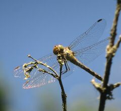 Sympetrum striolatum