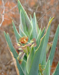 Ferraria