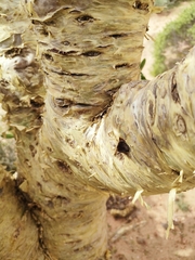 Tylecodon paniculatus