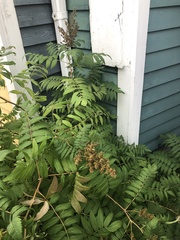 Sorbaria sorbifolia