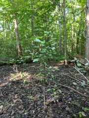 Populus heterophylla