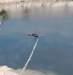 Macrodiplax balteata