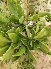 Tylecodon paniculatus