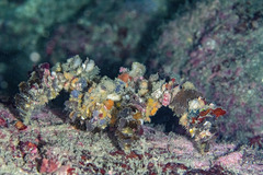 Camposcia retusa