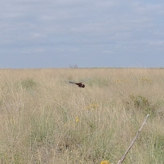 Macrodiplax balteata