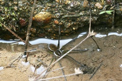 Dolomedes