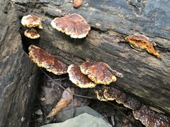 Fuscoporia gilva