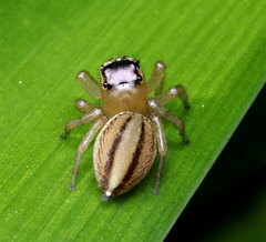 Maratus scutulatus