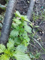 Urtica urens