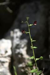 Scrophularia