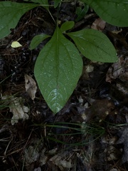 Sassafras albidum