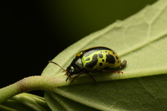 Calligrapha fulvipes