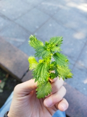 Urtica urens