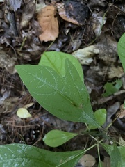 Sassafras albidum