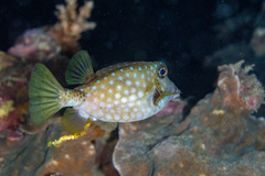Ostracion immaculatum