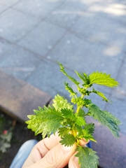 Urtica urens