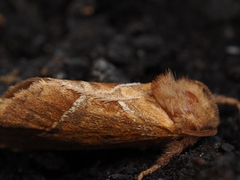 Triodia sylvina