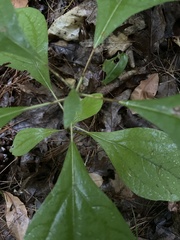 Sassafras albidum
