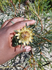 Protea scolymocephala