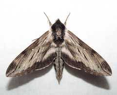 Sphinx gordius