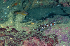 Stenopus hispidus