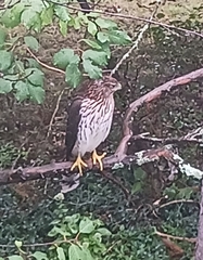 Accipiter cooperii
