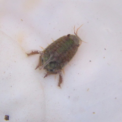 Isocladus dulciculus