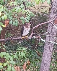Accipiter cooperii