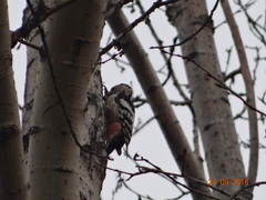 Dendrocopos leucotos