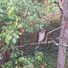 Accipiter cooperii