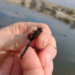 Macrodiplax balteata