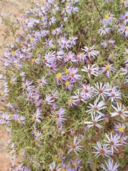 Felicia filifolia