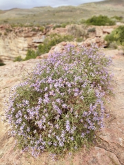 Felicia filifolia