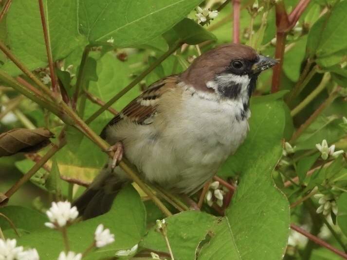 Western Eurasian Tree Sparrow