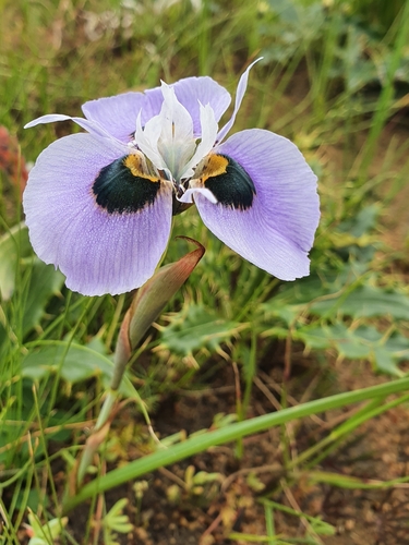 Image of Moraea villosa by (c) Corli du Toit Smith, some rights reserved (CC BY)
