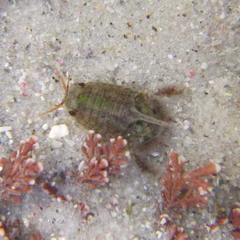 Isocladus dulciculus