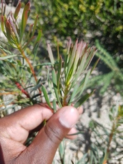 Protea scolymocephala