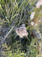 Sprengelia incarnata