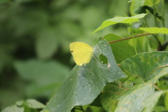 Eurema mandarina